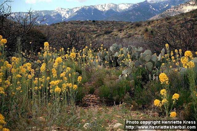 Photo: Erysimum capitatum.