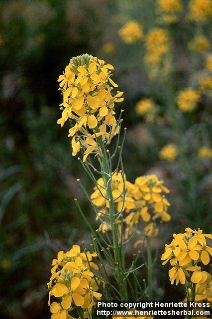 Photo: Erysimum capitatum 1.