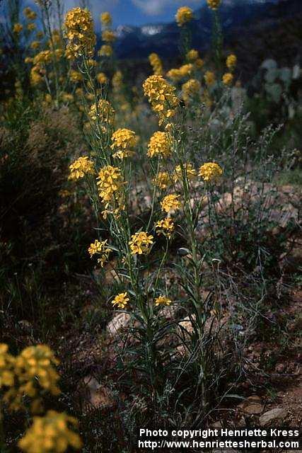 Photo: Erysimum capitatum 2.