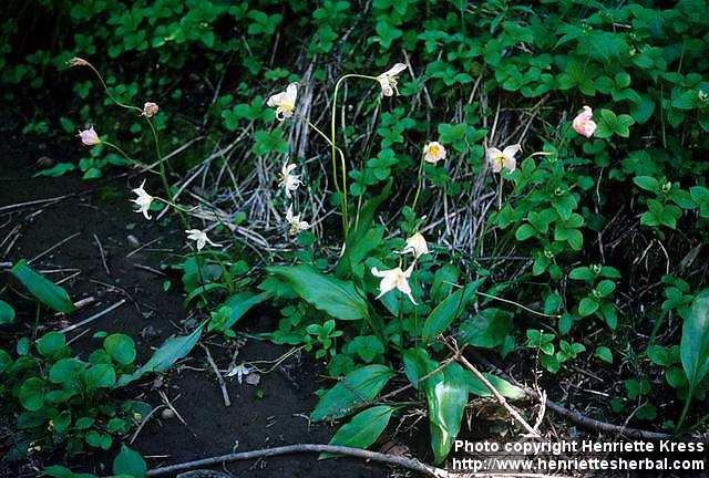 Photo: Erythronium montanum.