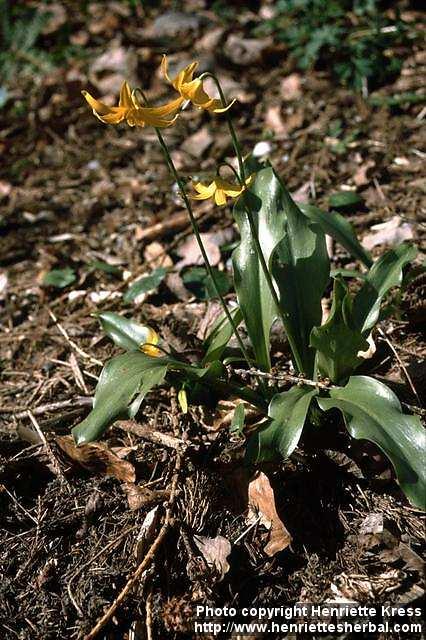 Photo: Erythronium.