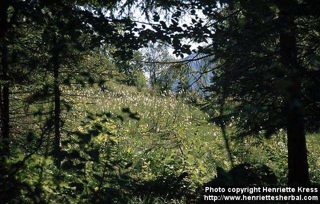 Photo: Eriophorum latifolium 2.