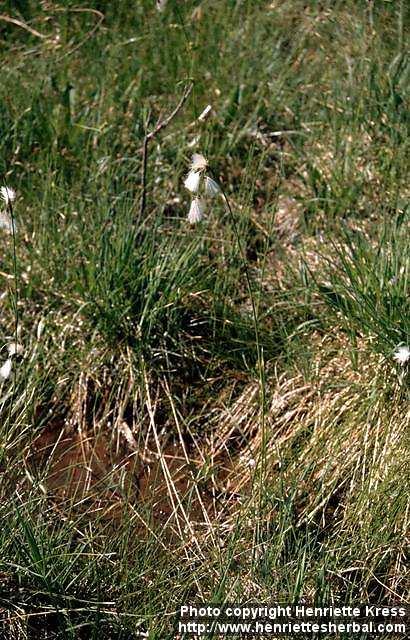 Photo: Eriophorum latifolium.