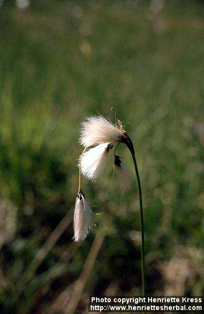 Photo: Eriophorum latifolium 1.