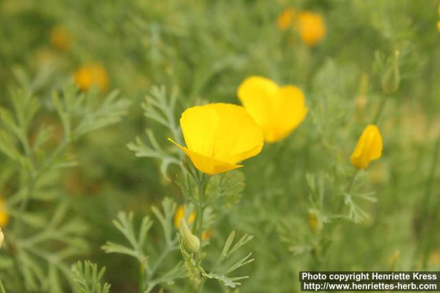 Photo: Eschscholzia californica 20.