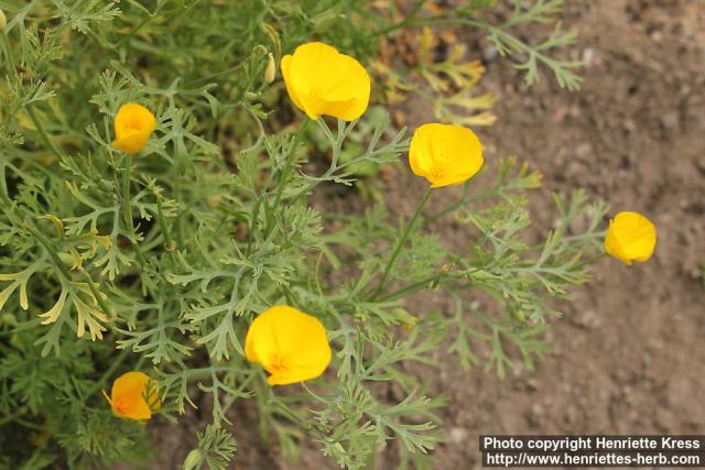 Photo: Eschscholzia californica 21.