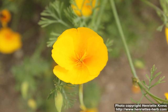 Photo: Eschscholzia californica 22.