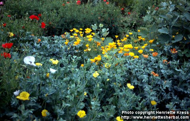 Photo: Eschscholzia californica 11.