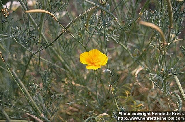 Photo: Eschscholzia californica 4.