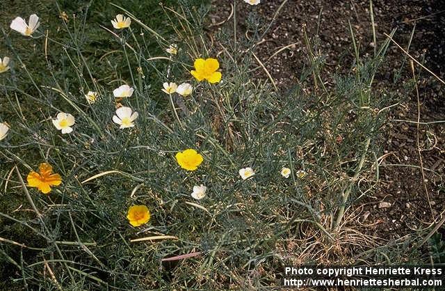 Photo: Eschscholzia californica 5.