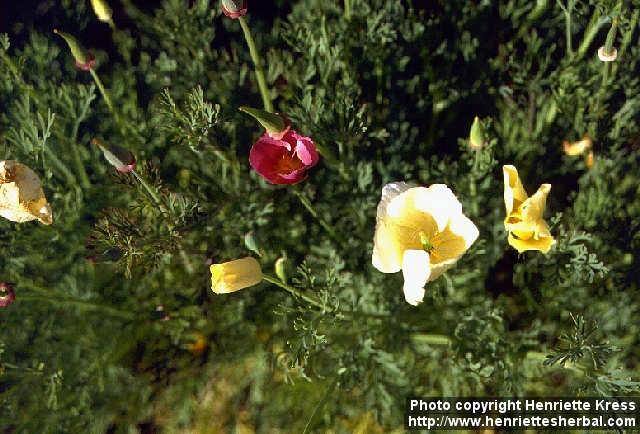 Photo: Eschscholzia californica 9.