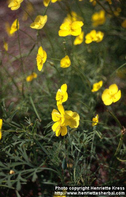 Photo: Eschscholzia lobbii 1.