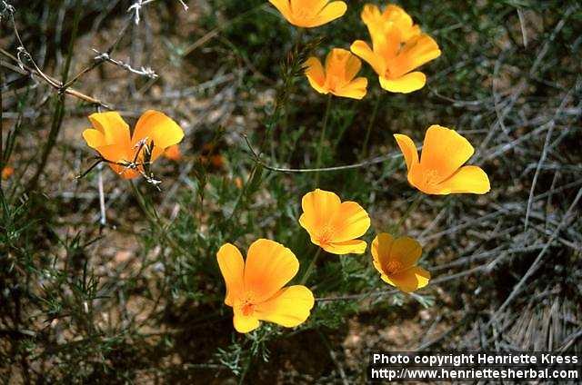 Photo: Eschscholzia californica 1.