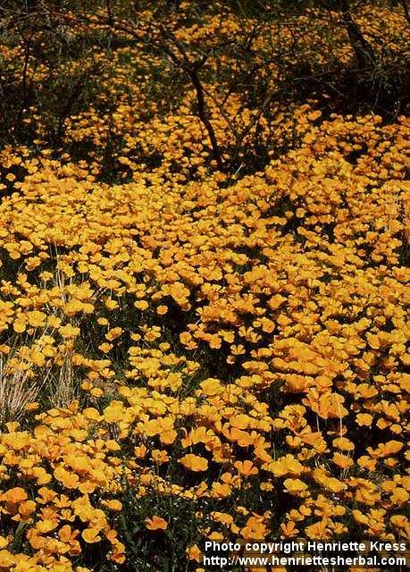 Photo: Eschscholzia californica 7.