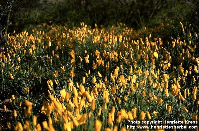 Photo: Eschscholzia californica.