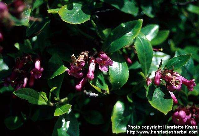 Photo: Escallonia rubra 1.