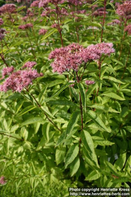 Photo: Eupatorium maculatum 8.