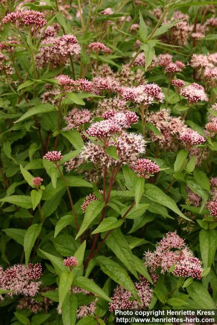 Photo: Eupatorium cannabinum 3.