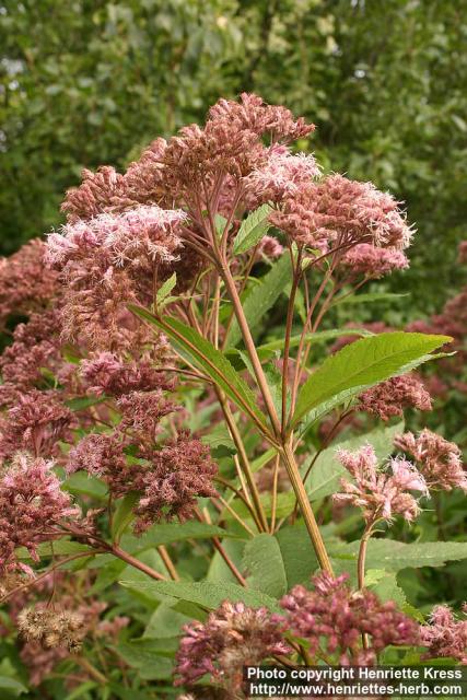 Photo: Eupatorium maculatum 14.