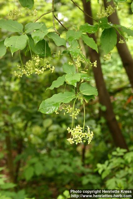 Photo: Euonymus latifolius.