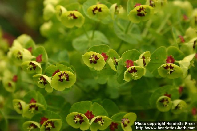 Photo: Euphorbia x martinii 3.