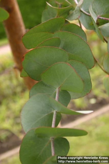 Photo: Eucalyptus cinerea 2.