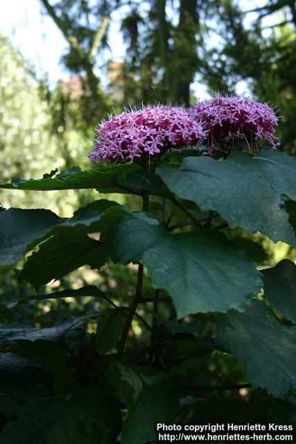 Photo: Clerodendrum bungei 1.