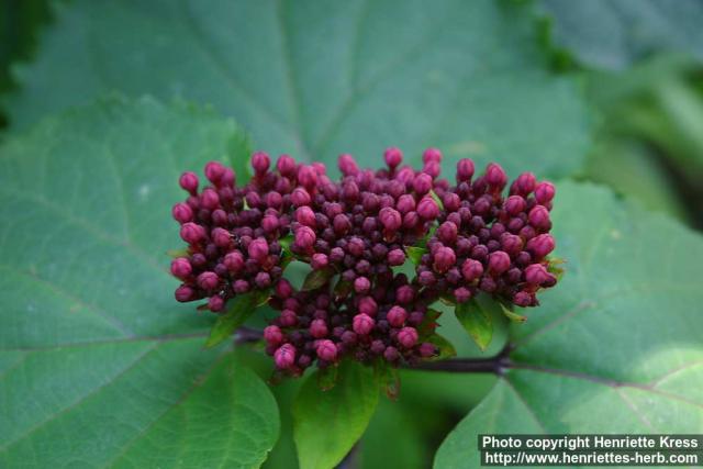 Photo: Clerodendrum bungei 2.