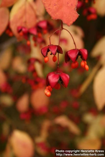 Photo: Euonymus europaeus 5.