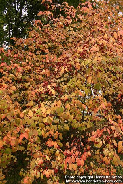 Photo: Euonymus europaeus 6.