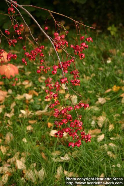 Photo: Euonymus europaeus 8.