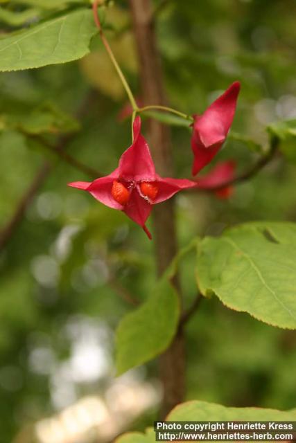 Photo: Euonymus macropterus 1.