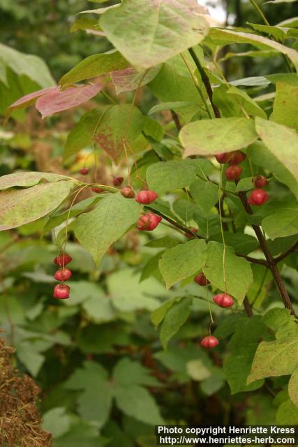 Photo: Euonymus planipes.