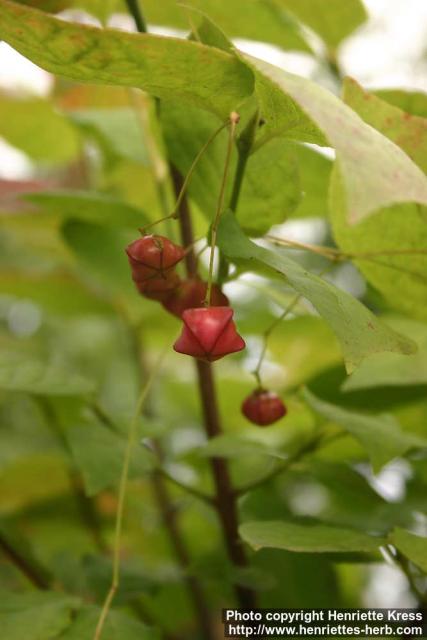 Photo: Euonymus planipes 1.