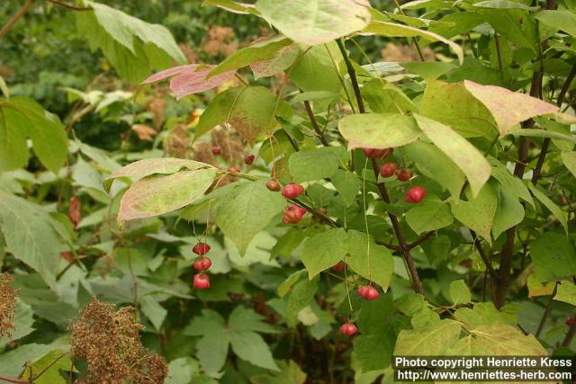 Photo: Euonymus planipes 2.