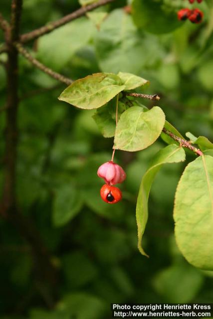 Photo: Euonymus verrucosus 1.