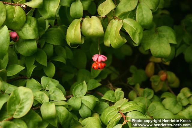 Photo: Euonymus verrucosus 2.