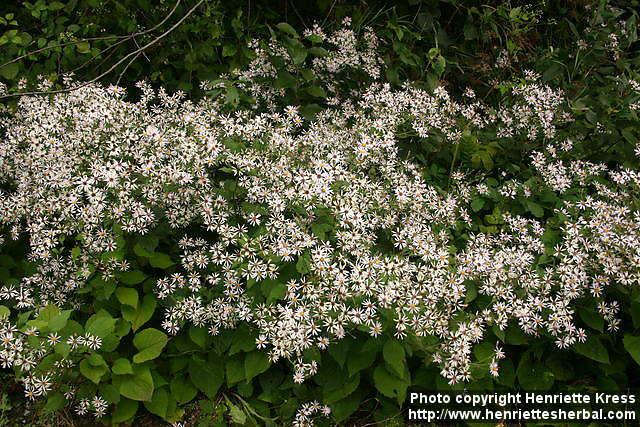 Photo: Eurybia macrophylla.