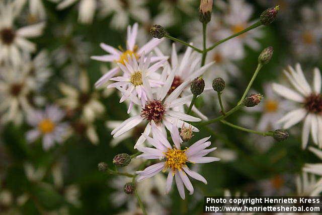 Photo: Eurybia macrophylla 1.