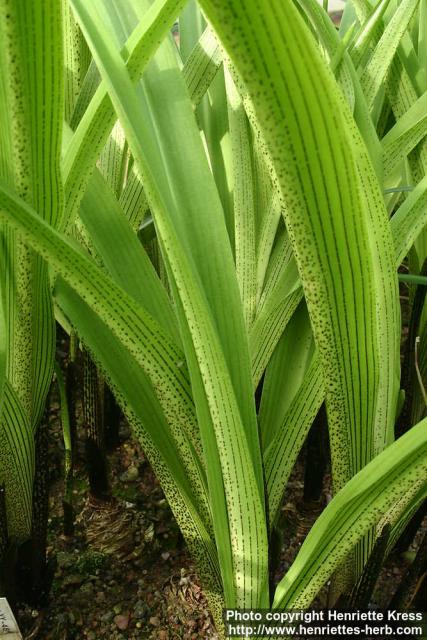 Photo: Eucomis comosa 3.