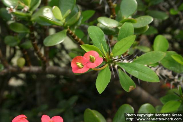 Photo: Euphorbia milii.