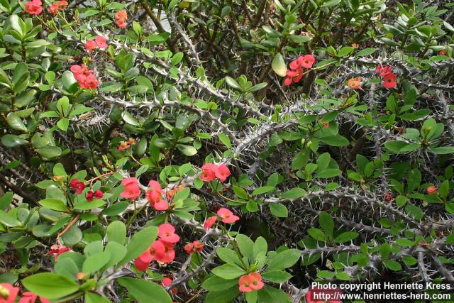 Photo: Euphorbia milii 2.