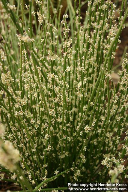 Photo: Euphorbia antisyphilitica 1.