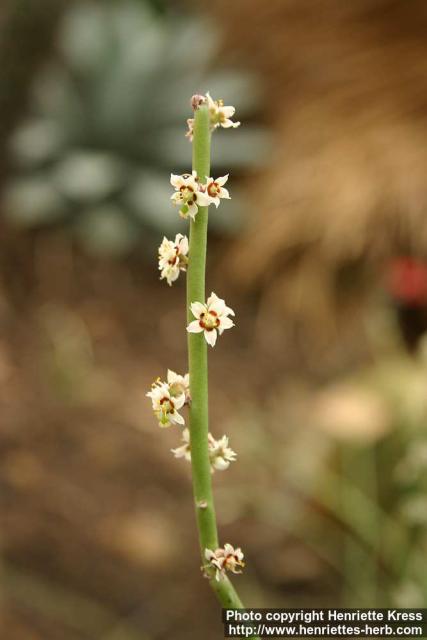 Photo: Euphorbia antisyphilitica 3.