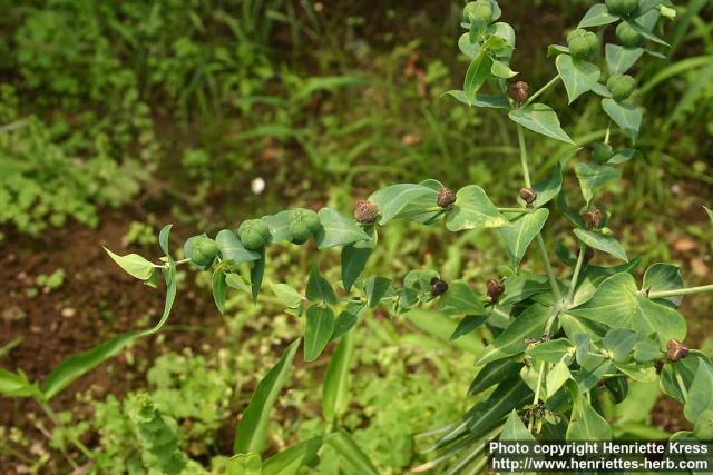 Photo: Euphorbia lathyris.