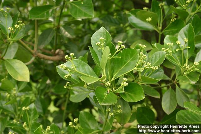 Photo: Euonymus japonicus.