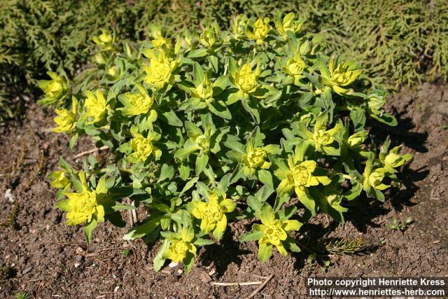 Photo: Euphorbia epithymoides 03.