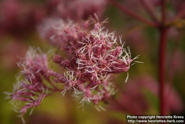 Photo: Eupatorium purpureum 2.