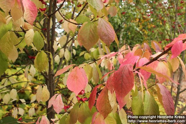 Photo: Euonymus macropterus 09.