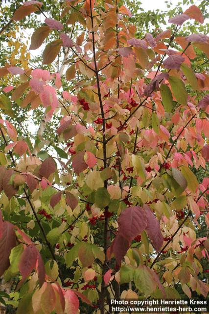 Photo: Euonymus macropterus 10.